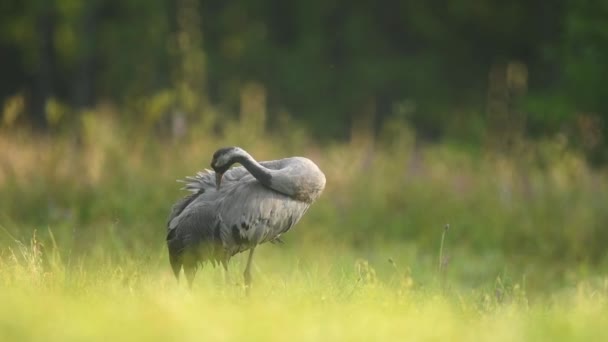 Common Crane Bird Grus Grus — Stock Video