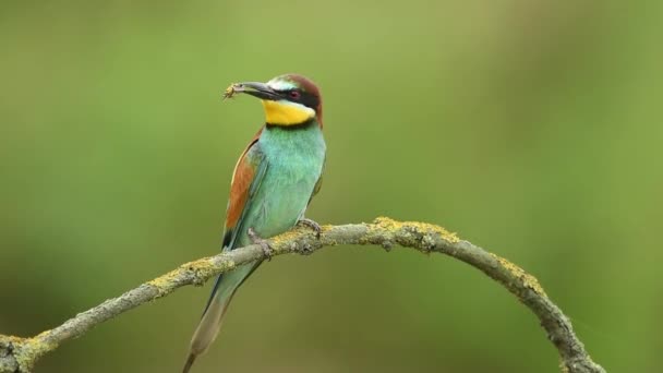 Abeja Europea Merops Apiaster — Vídeos de Stock