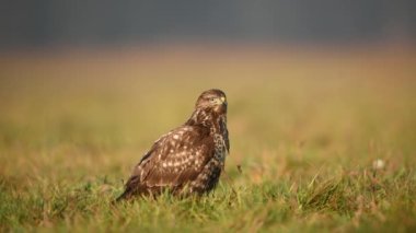 Yaygın akbaba (Buteo buteo) kapat