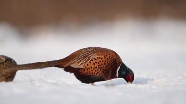 Halka yakalı Sülün (Phasianus colchicus) erkek