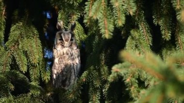 Uzun kulaklı baykuş (Asio otus) kapat