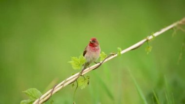 Genel gül ağacı (carpodacus erythrinus) erkek