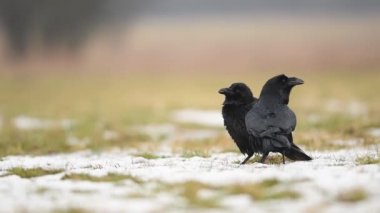 Kuzgunlar (Corvus corax) Yaklaşın.
