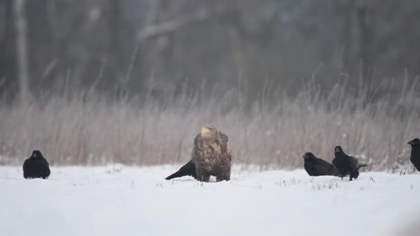 Águia Cauda Branca Haliaeetus Albicilla — Vídeo de Stock