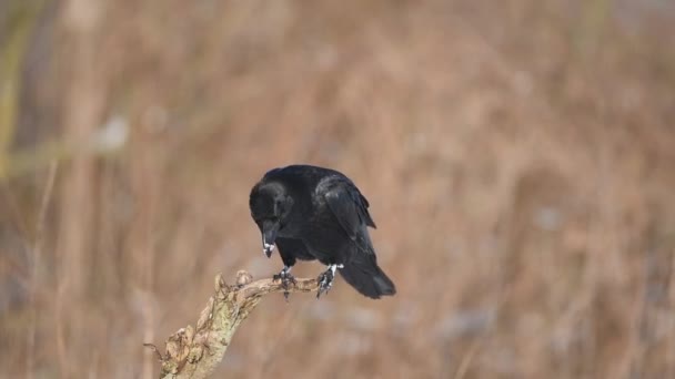 Kruk Corvus Corax Zbliżenie — Wideo stockowe