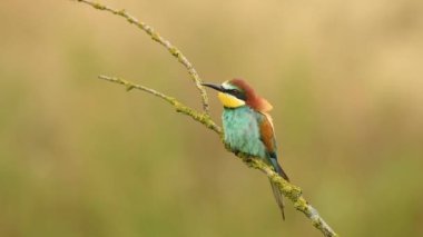 Avrupa arı yiyen kuşu (Merops apiaster)