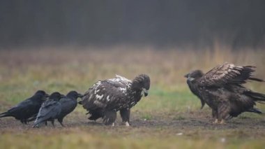Beyaz kuyruklu kartal (Haliaeetus albicilla )
