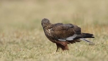 Yaygın akbaba (Buteo buteo) P 'yi kapat
