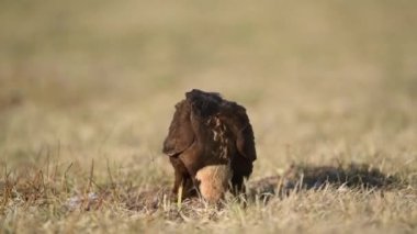 Batı bataklık harrier kuşu (Circus aeruginosus )