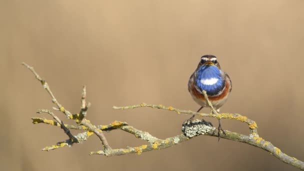 Blaukehlchen Aus Nächster Nähe Luscinia Svecica — Stockvideo