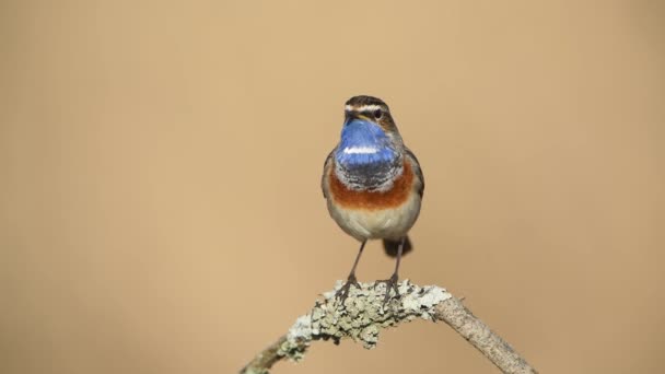 Bluetroat Madár Közelről Luscinia Svecica — Stock videók