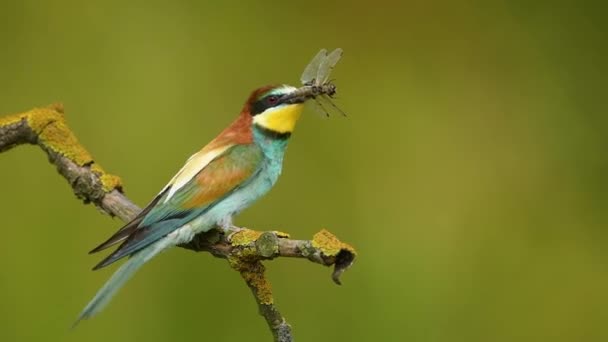 Europäischer Bienenfresser Merops Apiaster — Stockvideo