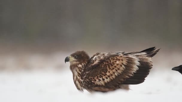 Vulturul Coadă Albă Haliaeetus Albicilla — Videoclip de stoc