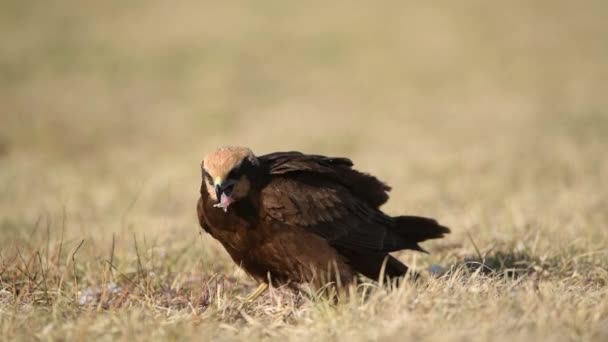 Batı Bataklık Harrier Kuşu Circus Aeruginosus — Stok video