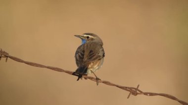 Bluethroat kuşu kapat (Luscinia svecica )