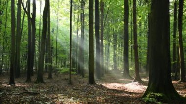 Ormanın havadan çekilen güzel güneş ışığı