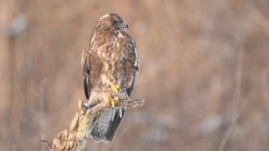 Yaygın akbaba (Buteo buteo) kapat