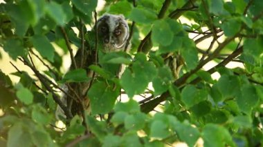 Ural baykuş (Strix uralensis) kapat