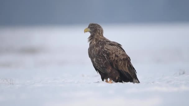 Αετός Λευκή Ουρά Haliaeetus Albicilla — Αρχείο Βίντεο