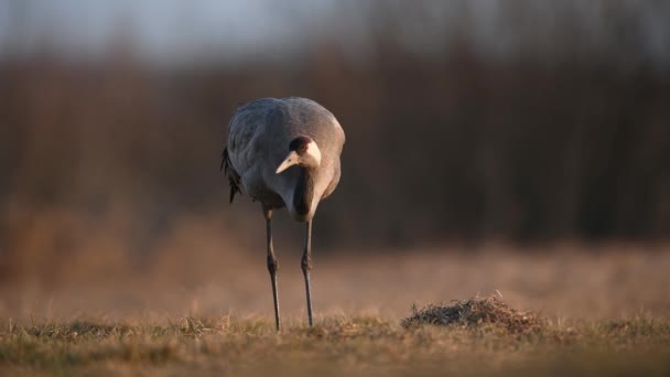 Common Crane Bird Grus Grus — Stock Video