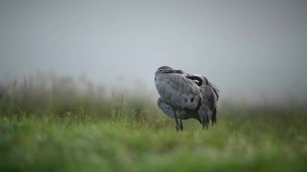 Kraanvogel Grus Grus — Stockvideo