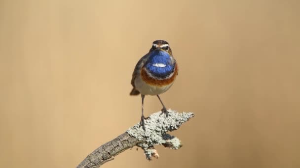 Blaukehlchen Aus Nächster Nähe Luscinia Svecica — Stockvideo