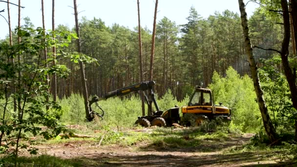 Skogsmaskiner Hugga Träd — Stockvideo