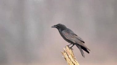 Kuzgunlar (Corvus corax) Yaklaşın