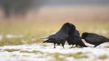 Kuzgunlar (Corvus corax) Yaklaşın