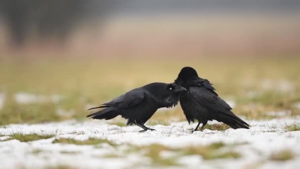 Raben Corvus Corax Aus Nächster Nähe — Stockvideo