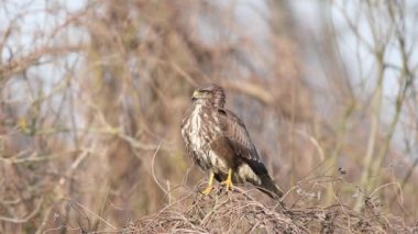 Kış manzarasında kaba bacaklı akbaba (Buteo lagopus)