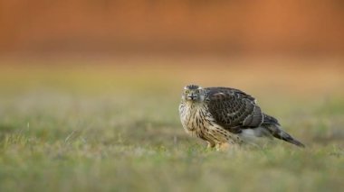 Kış manzarasında kaba bacaklı akbaba (Buteo lagopus)