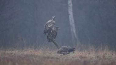 Beyaz kuyruklu kartallar (Haliaeetus albicilla )