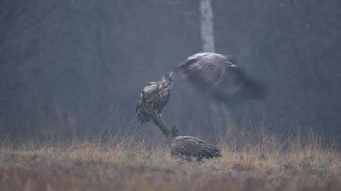 Beyaz kuyruklu kartallar (Haliaeetus albicilla )