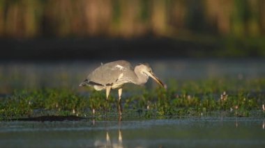 Gri balıkçıl (Ardea cinerea) kapat