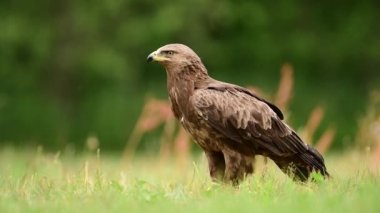 Yaygın akbaba (Buteo buteo) kapat