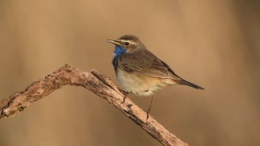 Bluethroat kuşu yaklaş. ( Luscinia svecica 