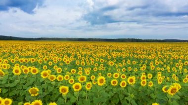 Ayçiçeği tarlasında güzel bir yaz günü