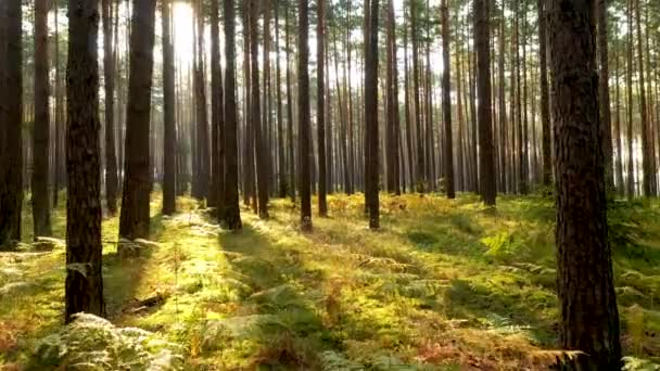 Outono Nas Filmagens Aéreas Floresta — Vídeo de Stock