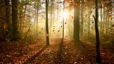 Ormanda sonbaharda hava görüntülerinde