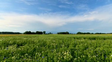 Sarı çiçek tarlasında güzel bulutların zamanı.