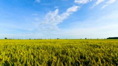 Güzel bir yaz zamanı mavi gökyüzü tarlaların üzerinde