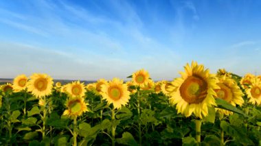 Ayçiçeği tarlasında güzel bir yaz günü