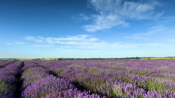 Campo Lavanda Sobre Fundo Céu Azul — Vídeo de Stock