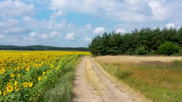 Vacker Sommardag Över Solrosor Fält — Stockvideo