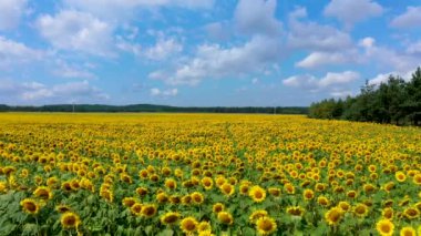 Ayçiçeği tarlasında güzel bir yaz günü