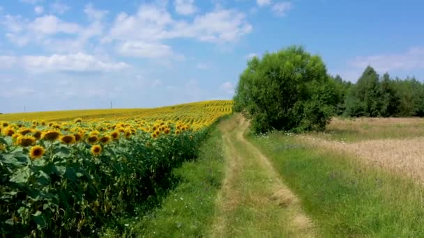 Indah Hari Musim Panas Atas Ladang Bunga Matahari — Stok Video