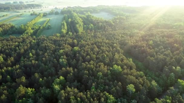 Piękny Wiosenny Poranek Nad Zielonymi Łąkami — Wideo stockowe