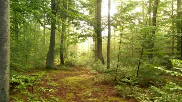 Herbst Wald Luftaufnahmen — Stockvideo