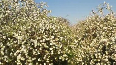 Meyve bahçesinde bahar günü